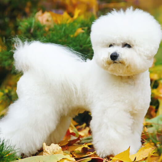 Bichon frise sales dog breeds